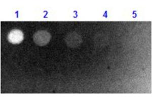 Dot Blot results of Goat Fab Anti-Biotin Antibody Fluorescein Conjugate.