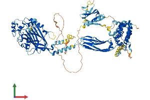 AlphaFold protein structure predicition of Mouse Recombinant Ocrl Protein, UniprotID Q6NVF0