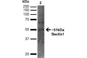 Western blot analysis of Human Embryonic kidney epithelial cell line (HEK293T) lysate showing detection of ~51 kDa Beclin 1 protein using Rabbit Anti-Beclin 1 Polyclonal Antibody (ABIN2868772). (Beclin 1 anticorps  (C-Term) (PerCP))