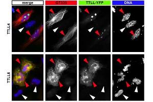 Immunofluorescence analysis of tubulin glutamylation with anti-Polyglutamylation Modification, mAb (GT335) . (Polyglutamylation anticorps)