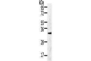Gel: 10 % SDS-PAGE, Lysate: 60 μg, Lane: 293T cells, Primary antibody: ABIN7190790(GFRA4 Antibody) at dilution 1/600, Secondary antibody: Goat anti rabbit IgG at 1/8000 dilution, Exposure time: 30 seconds (GFRA4 anticorps)