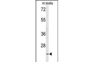 Western blot analysis of UN Antibody (Center) (ABIN653320 and ABIN2842812) in mouse testis tissue lysates (35 μg/lane). (UNC119 anticorps  (AA 64-94))