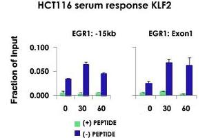 Chromatin Immunoprecipitation (ChIP) of HCT116 cell lysate with KLF2 polyclonal antibody . (KLF2 anticorps  (Internal Region))