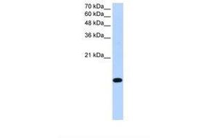 Image no. 1 for anti-Basic Leucine Zipper Transcription Factor, ATF-Like 2 (BATF2) (AA 116-165) antibody (ABIN6739212) (BATF2 anticorps  (AA 116-165))