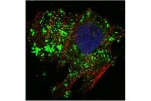 Immunofluorescence (IF) image for anti-B-Cell CLL/lymphoma 10 (BCL10) antibody (ABIN1105500) (BCL10 anticorps)