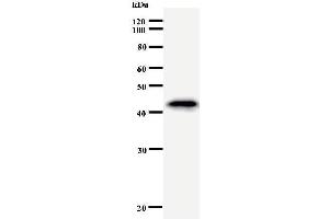 Western Blotting (WB) image for anti-Hematopoietically Expressed Homeobox (HHEX) antibody (ABIN930926)