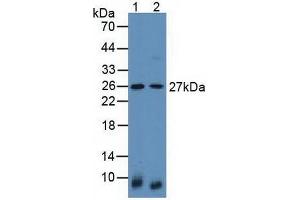 Figure. (Latexin anticorps  (AA 1-223))