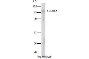 SMURF2 anticorps  (AA 601-700)