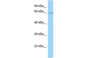 WB Suggested Anti-Cpne2 Antibody Titration: 1. (Copine II anticorps  (N-Term))