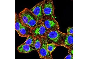 Immunofluorescence analysis of Hela cells using HAS1 mouse mAb (green). (HAS1 anticorps)