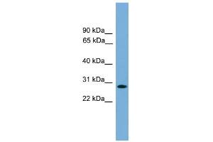 WB Suggested Anti-APOLD1 Antibody Titration:  0.