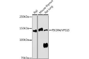 Western blot analysis of extracts of various cell lines, using PIK3R4/VPS15 antibody (ABIN7269323) at 1:1000 dilution. (PIK3R4 anticorps  (AA 1-330))