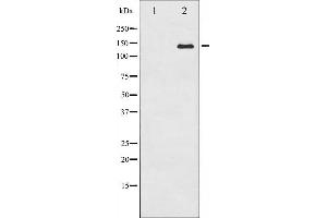 Western blot analysis of c-Abl expression in RAW264. (ABL1 anticorps)