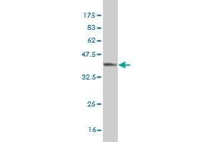 Western Blot detection against Immunogen (37. (RFNG anticorps  (AA 82-190))