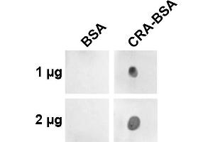 Dot blot analysis using Mouse Anti-Crotonaldehyde Monoclonal Antibody, Clone 2A8. (Crotonaldehyde (CRA) anticorps (PerCP))