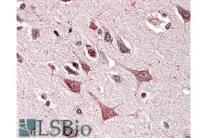 ABIN5539900 (5µg/ml) staining of paraffin embedded Human Cerebral Cortex. (MOBKL3 anticorps  (AA 137-151))