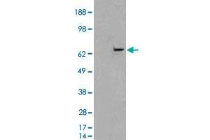 HEK293 overexpressing FANCG and probed with FANCG polyclonal antibody  (mock transfection in first lane), tested by Origene. (FANCG anticorps)