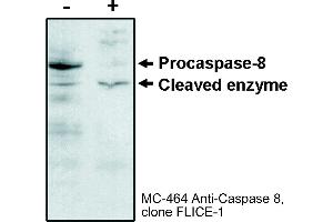 Image no. 1 for anti-Caspase 8 (CASP8) (N-Term) antibody (ABIN187519) (Caspase 8 anticorps  (N-Term))