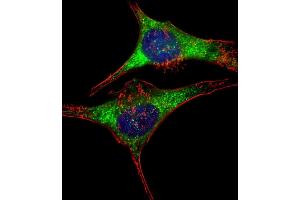 Immunofluorescent analysis of 4 % paraformaldehyde-fixed, 0.