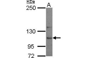 Western Blotting (WB) image for anti-Ubiquitin Specific Peptidase 26 (USP26) (C-Term) antibody (ABIN1491907) (USP26 anticorps  (C-Term))