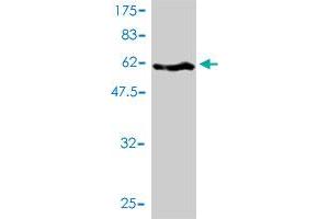 Western Blot detection against Immunogen (71.