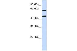 Western Blotting (WB) image for anti-Tripartite Motif Containing 54 (TRIM54) antibody (ABIN2458753) (TRIM54 anticorps)