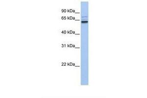 Image no. 1 for anti-Rho Guanine Nucleotide Exchange Factor 25 (ARHGEF25) (AA 506-555) antibody (ABIN6739417) (ARHGEF25/GEFT anticorps  (AA 506-555))