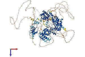 AlphaFold protein structure predicition of Mouse Recombinant Rev1 Protein, UniprotID Q920Q2