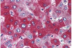 Liver (RNF216 anticorps  (AA 350-400))