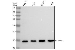 anti-NADH Dehydrogenase (Ubiquinone) 1 beta Subcomplex, 4, 15kDa (NDUFB4) antibody