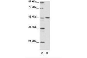 Image no. 1 for anti-Zinc Finger Protein 259 (znf259) (C-Term) antibody (ABIN6736147) (ZNF259 anticorps  (C-Term))