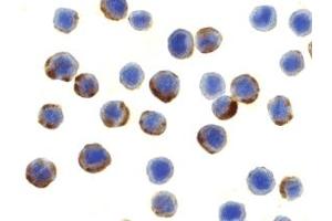 Immunohistochemistry (IHC) image for anti-ATG7 Autophagy Related 7 (ATG7) (C-Term) antibody (ABIN1030246) (ATG7 anticorps  (C-Term))