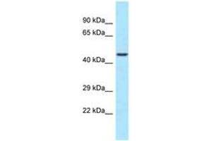Image no. 1 for anti-WD Repeat Domain 74 (WDR74) (C-Term) antibody (ABIN6747969) (WDR74 anticorps  (C-Term))