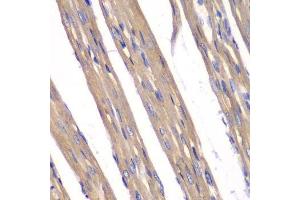 Immunohistochemistry of paraffin-embedded rat heart using FXN antibody.