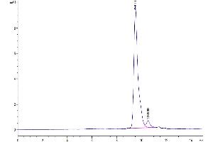 The purity of SARS-CoV-2 3CLpro is greater than 95 % as determined by SEC-HPLC. (SARS-Coronavirus Nonstructural Protein 8 (SARS-CoV NSP8) Protéine)