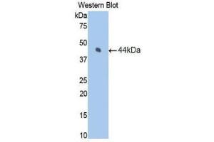 Western Blotting (WB) image for anti-Coagulation Factor VII (F7) (AA 42-169) antibody (ABIN1175155) (Factor VII anticorps  (AA 42-169))