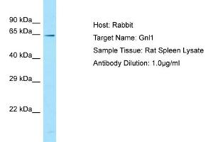 Host: RabbitTarget Name: Gnl1Antibody Dilution: 1.