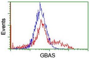 Image no. 2 for anti-Glioblastoma Amplified Sequence (GBAS) antibody (ABIN1498394) (GBAS anticorps)