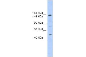 WB Suggested Anti-SHPRH Antibody Titration:  0.