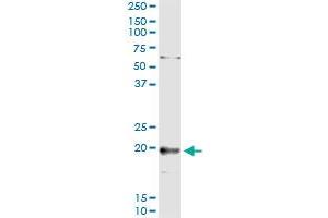 Immunoprecipitation of TNFSF18 transfected lysate using anti-TNFSF18 MaxPab rabbit polyclonal antibody and Protein A Magnetic Bead , and immunoblotted with TNFSF18 purified MaxPab mouse polyclonal antibody (B01P) .