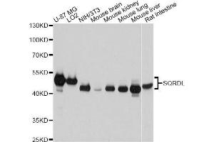 Western blot analysis of extracts of various cell lines, using SQRDL antibody. (SQRDL anticorps  (AA 211-450))