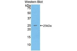 Western Blotting (WB) image for anti-Sprouty Homolog 3 (SPRY3) (AA 91-288) antibody (ABIN1860625) (SPRY3 anticorps  (AA 91-288))