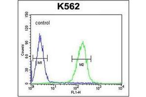 anti-POTE Ankyrin Domain Family, Member E (POTEE) (AA 387-417), (Middle Region) antibody