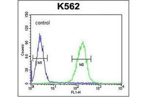 Flow cytometric analysis of K562 cells using POTEE Antibody (Center) Cat. (POTEE anticorps  (Middle Region))