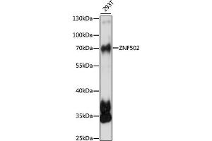 Western blot analysis of extracts of 293T cells, using ZNF502 antibody (ABIN7271494) at 1:1000 dilution. (ZNF502 anticorps  (AA 1-150))