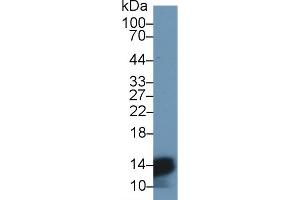 Detection of HBa1 in Mouse Liver lysate using Polyclonal Antibody to Hemoglobin Alpha 1 (HBa1) (HBA1 anticorps  (AA 1-142))