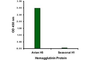 ELISA analysis of Influenza A virus Hemagglutinin H5 protein with 2 ug/mL Influenza A virus Hemagglutinin H5 monoclonal antibody, clone 4H1C10 . (Hemagglutinin anticorps  (Internal Region))