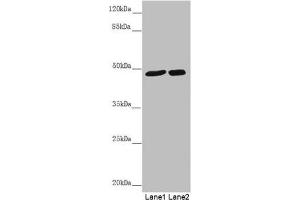 Western blot All lanes: PSTPIP1 antibody at 0. (PSTPIP1 anticorps  (AA 157-416))