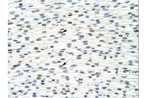 Image no. 1 for anti-DEAD (Asp-Glu-Ala-As) Box Polypeptide 19B (DDX19B) (N-Term) antibody (ABIN203176)