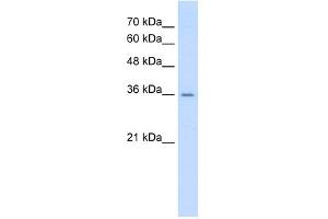 WB Suggested Anti-AGER Antibody Titration:  0. (RAGE anticorps  (C-Term))